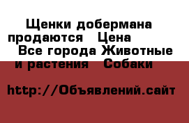 Щенки добермана  продаются › Цена ­ 45 000 - Все города Животные и растения » Собаки   